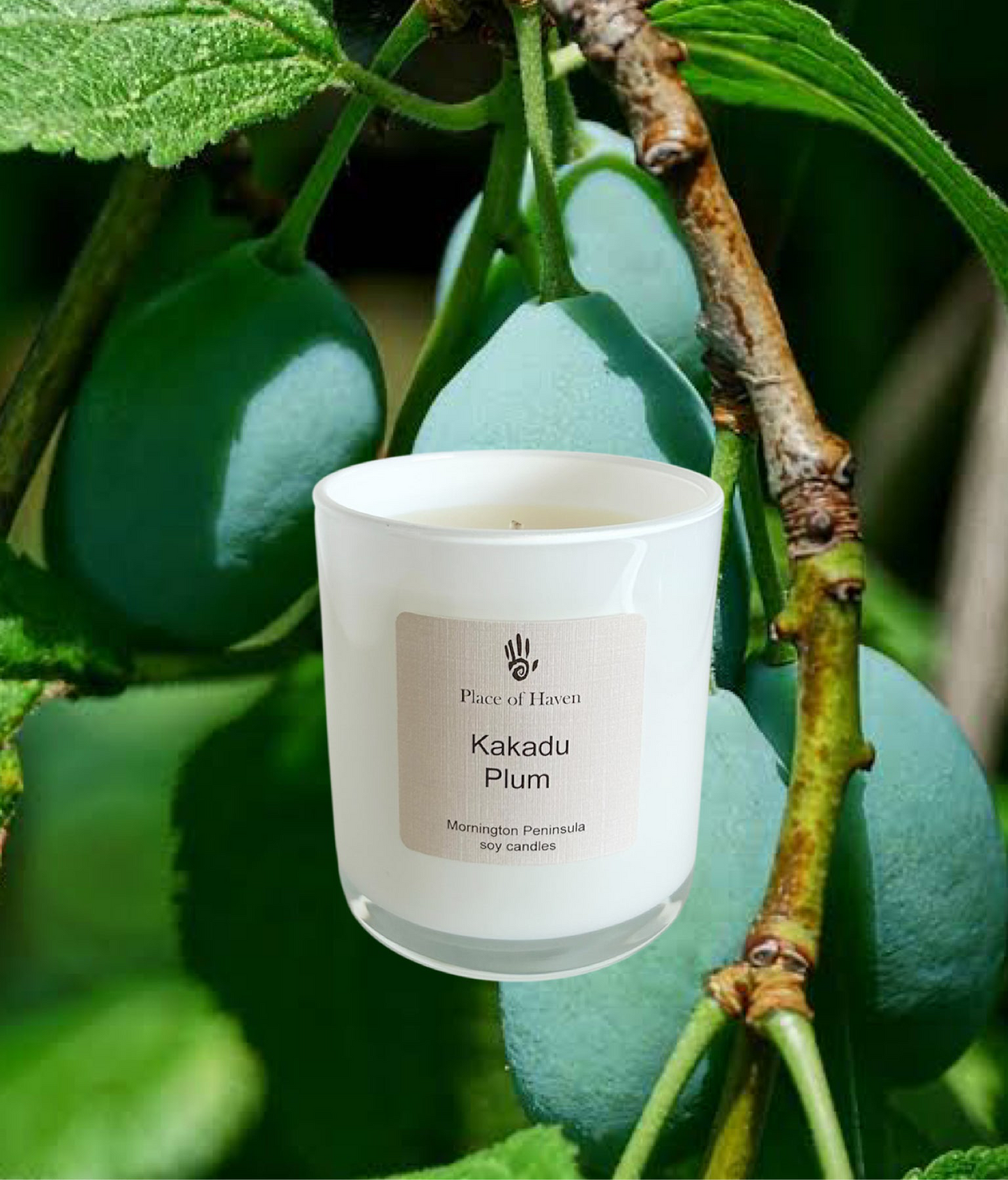 Kakadu Plum