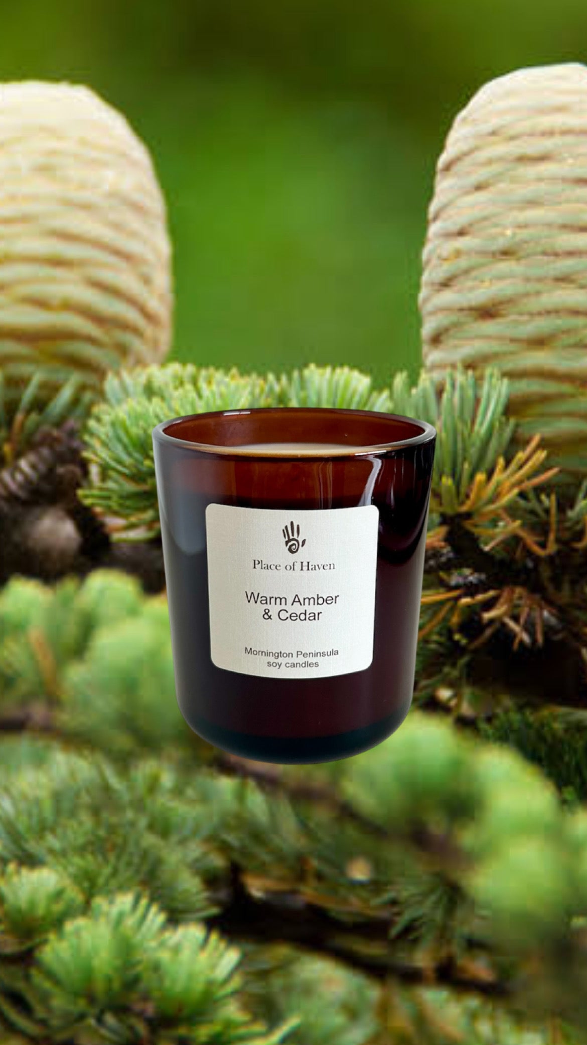 Warm Amber & Cedar